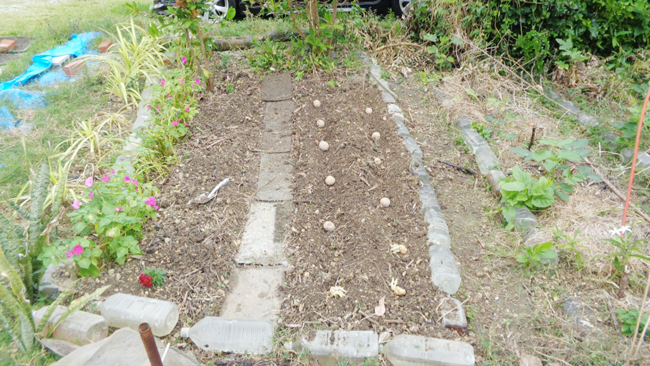 Photo 5: Aimasari potatoes planted in early October