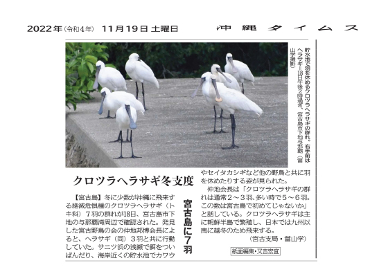 A flock of black-faced spoonbills resting in a reservoir. In the foreground on the right are spoonbills.
Taken after 2:00pm on the 18th, in Shimoji-Yonaha, Miyakojima City (Photo by Manabu Tomiyama)