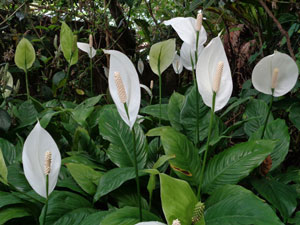 A huge and beautifully blooming spatiphilum