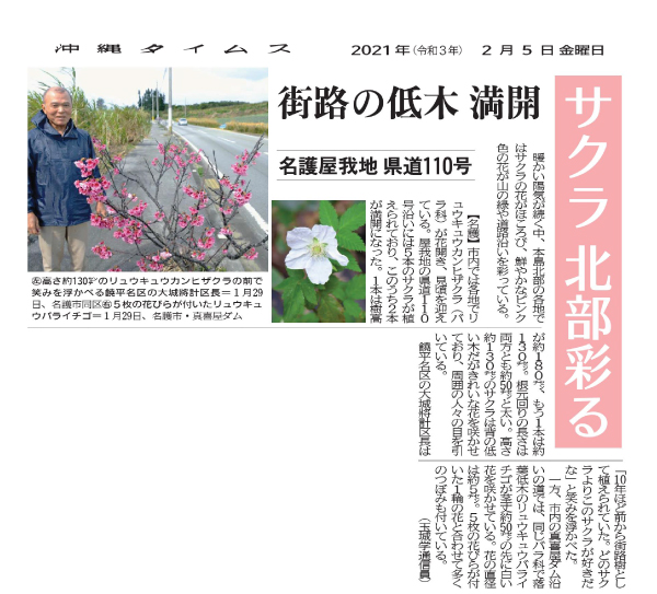 Photo 6: Sakura (cherry blossom) in full bloom, coloring the northern part of the main island of Okinawa
2/5/2021 (provided by Okinawa Times)