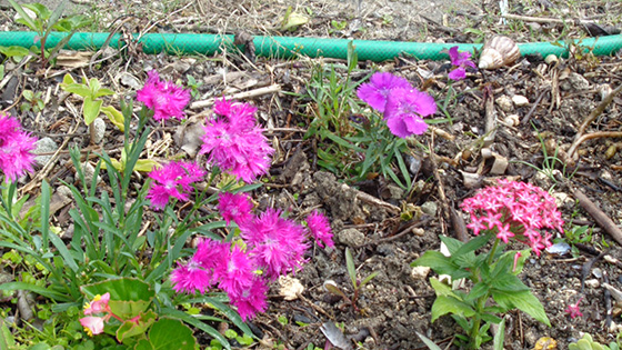 Dianthus and Pentas on the corner