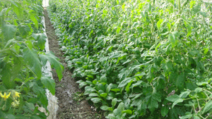 Photo 2.
Tomatoes and Komatsuna growing at Sunshine Farm