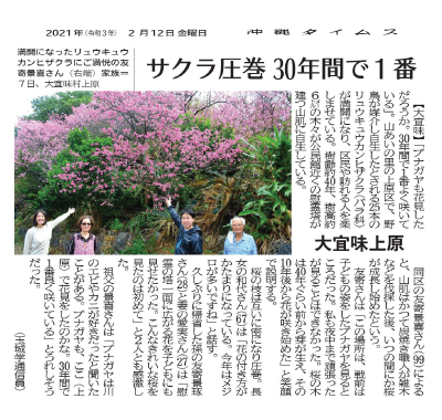 Photo 4: A spectacular view of Sakura blossoms 
The most beautiful in 30 years
2/12/2021 (provided by Okinawa Times)