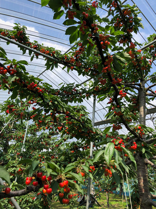 June 2019, Same tree as on the left