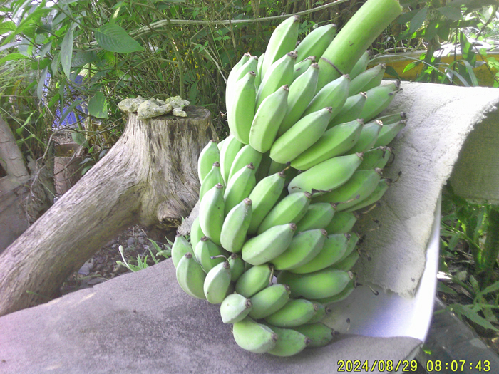 Photo 5: Just under 20 kg of bananas were harvested and have proved to be popular with customers at the EM Shop, located in the EM Wellness Kurashino Hakko Lifestyle Resort.