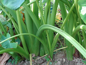 Photo 7: The root of a giant taro

