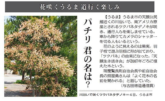 ​​​​​​​Triplaris americana blooming along the river in Uruma City on April 4th.