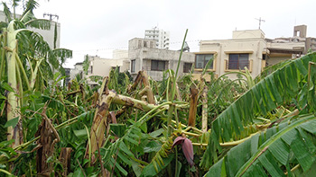 Immediately after the typhoon