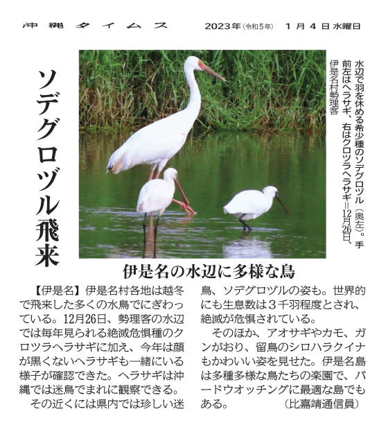 A Siberian white crane (rear left), a rare species, is seen resting by the water’s edge. A Spoonbill is at the front left, while a black-faced spoonbill is on the right. Taken December 26 in Jitchaku, Izena Village.