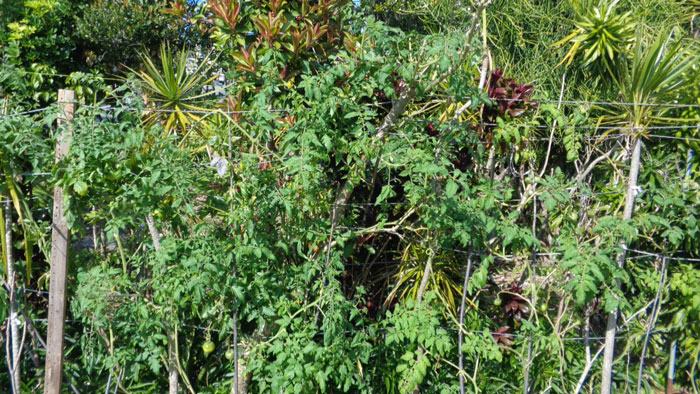 Photo #1: Tomatoes in the perennial grass biomass growing vigorously