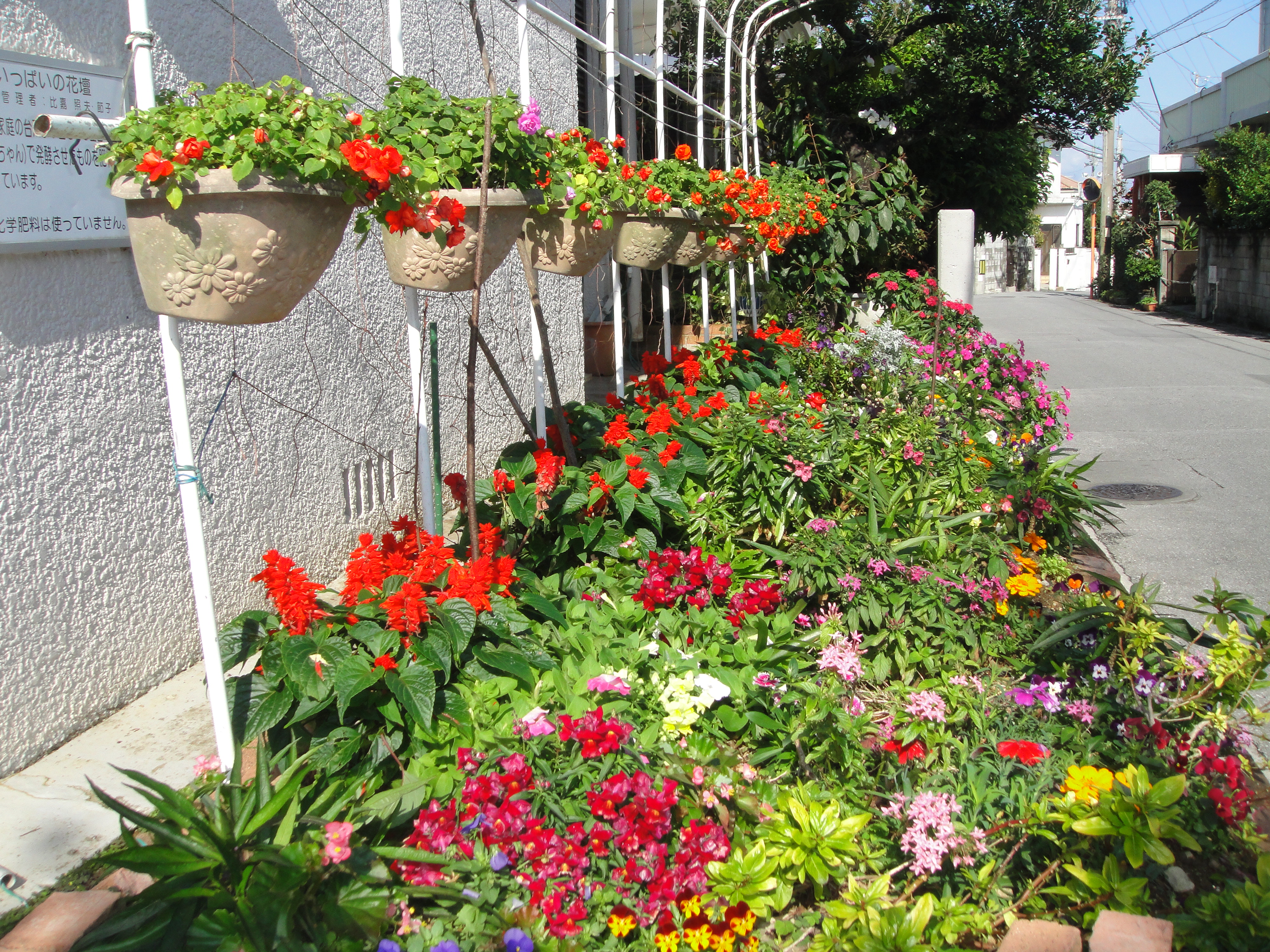 Flower bed in which 100kg of salt per 10ares was applied.
(It has been growing healthily even after 5 months.)