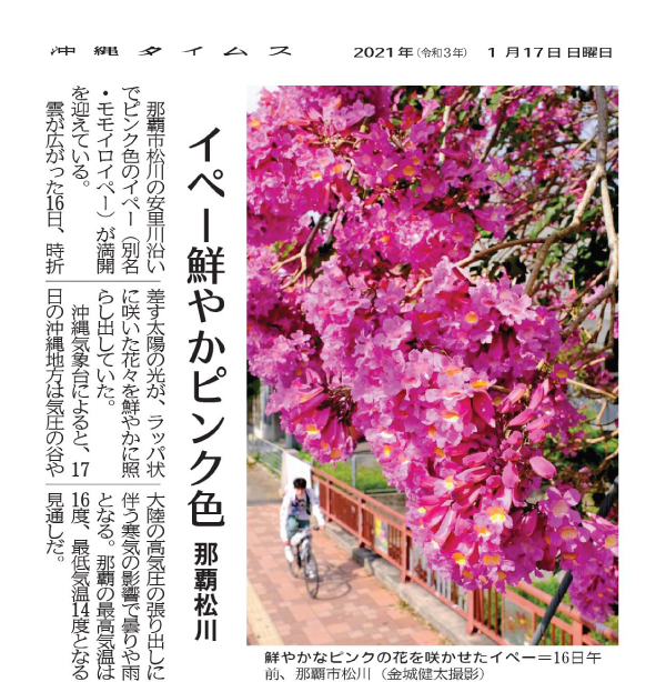 Photo 9: Ipe (Pink trumpet tree, Tabebuia impetiginosa) with bright pink flowers
1/17/2021 (provided by Okinawa Times)