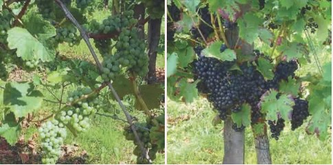 Right: Regent grapes in August, left: Abundant harvest of red and white grapes