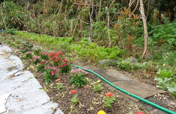 Dianthus, zinnias, gazania, etc. in front of vegetables.