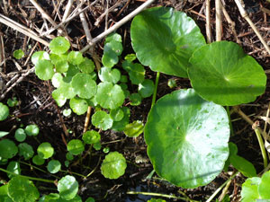 Photo 5: Virus free Hydrocotyle sibthorpioides that grew to give the illusion that it is almost tetraploid.
The ones on the left are normal size, while the ones on the right have grown to be enormous. (The ones on the left will also grow like the ones on the right.)

