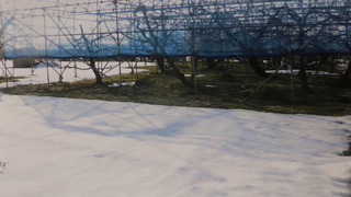 February 2019, Orchard where differences in snow thaw have been confirmed