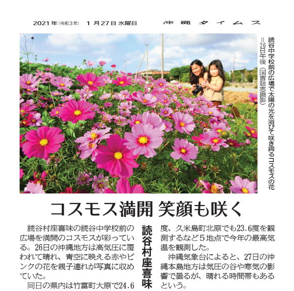 Photo 10: Cosmos in full bloom 
1/27/2021 (provided by Okinawa Times)