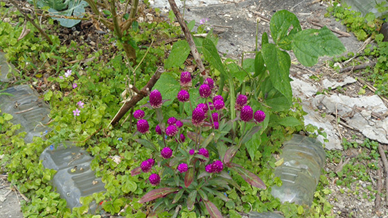 Globe amaranth on the corner