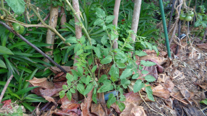 Photo #3: Offshoot branching of a tomato planted in a perennial grass biomass. 
(This an enlarged photo from another angle of the area circled in red.)