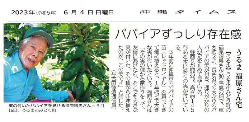 A Striking Crop of Papayas 
6/4/2023 (Courtesy of Okinawa Times)