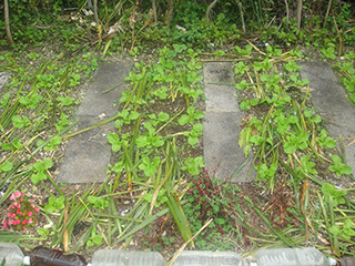 1. Spread salt between the bunches of plants and put some weeds to mulch.