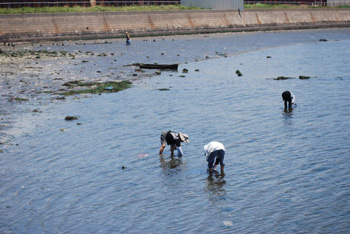 Scene of collecting hard clams (quahog)