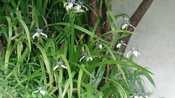 Walking iris blooming under the cherry tree.