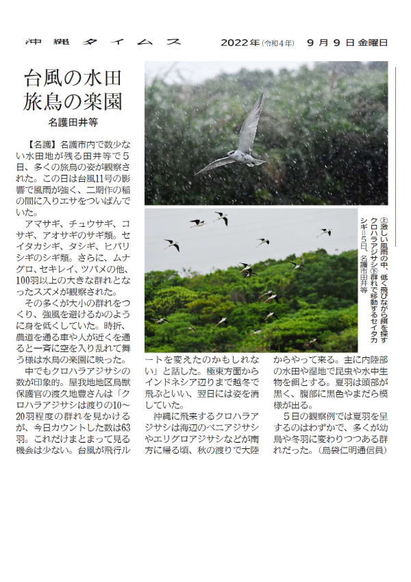 Article 7: “A Rice Paddy Field in a Typhoon, a Traveling Bird Paradise” September 9, 2022 / Courtesy of the Okinawa Times
Above: Black-bellied terns flying low in search of food in heavy rain and wind.
Below: A flock of wagtails moving in a group on the 5th, Taira, Nago City.