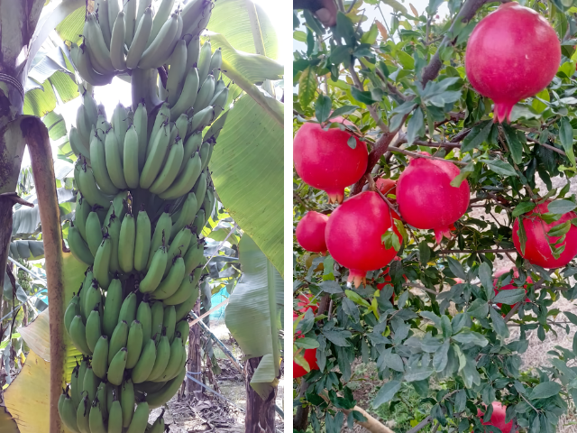 【Case Study】 EM Trial: Evaluating Impact on Banana, Tomato, and Pomegranate