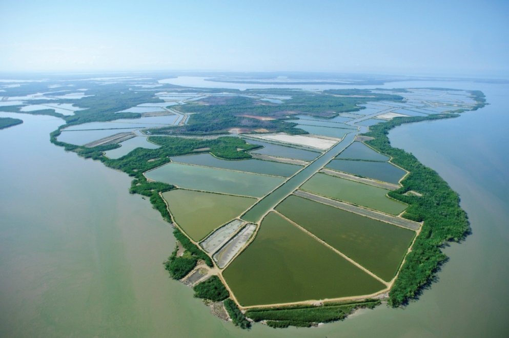 Case Study: Sustainable Shrimp Production