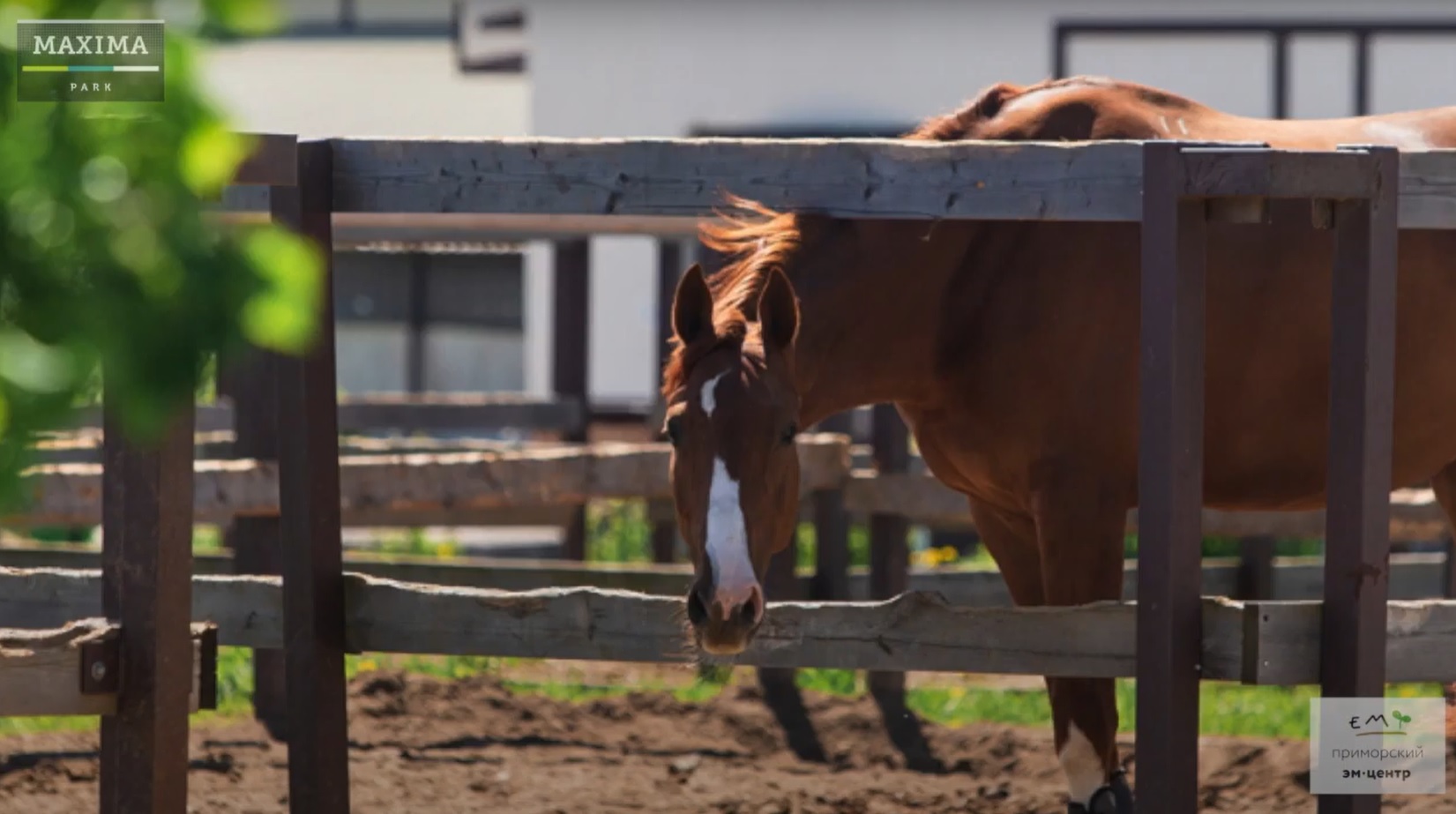 EM Technology for Horses