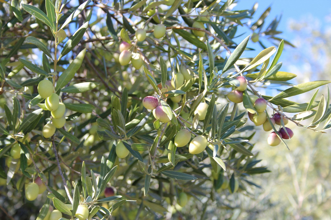 New Video: Ecolibor olive oil from Spain